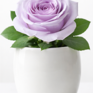 Spray Rose Blue Moon