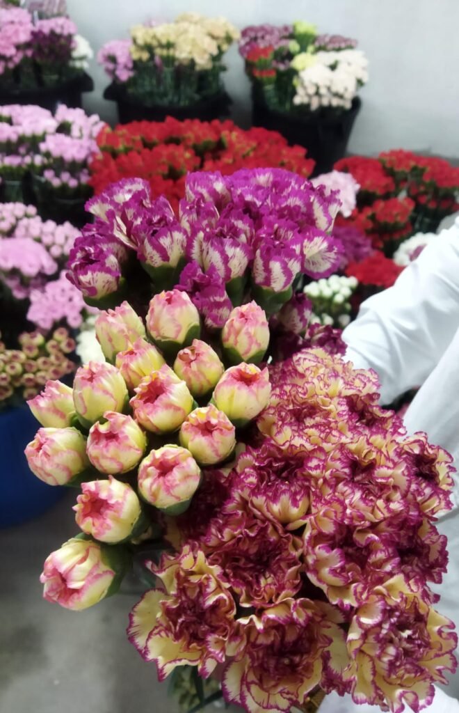 Carnation